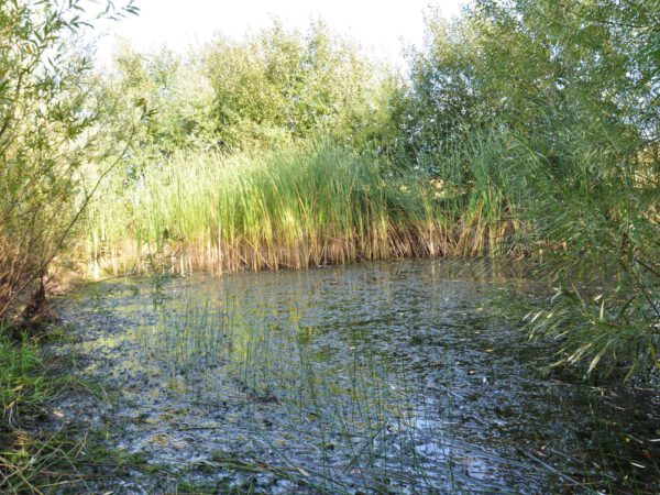 Poelen en oevers
