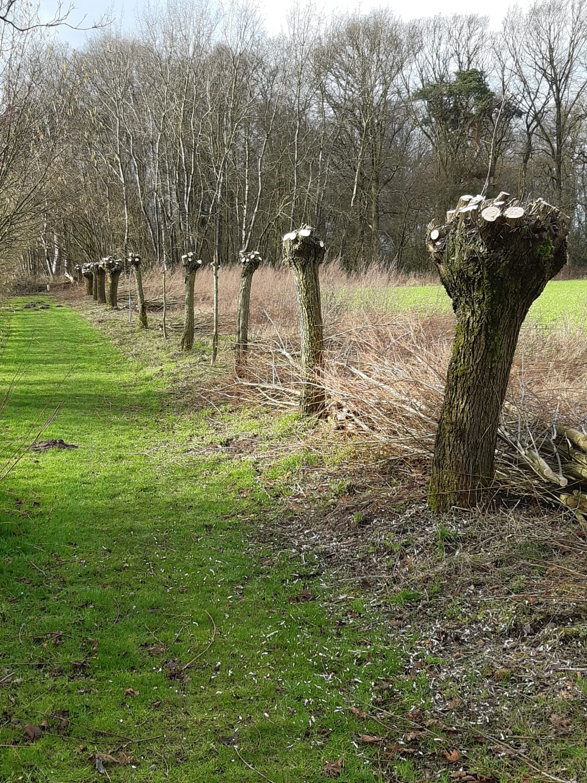 wilgen knotten