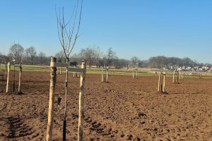 Eerste Rossel hoogstamfruitbomen zijn geplant